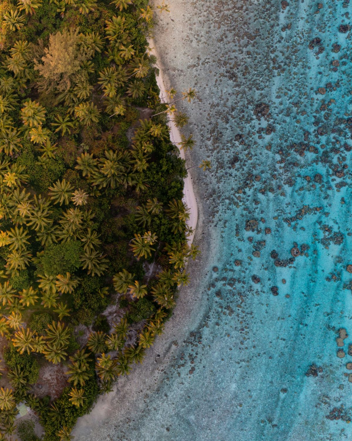 Aerial view of a palm-lined beach and coral reef in Bora Bora