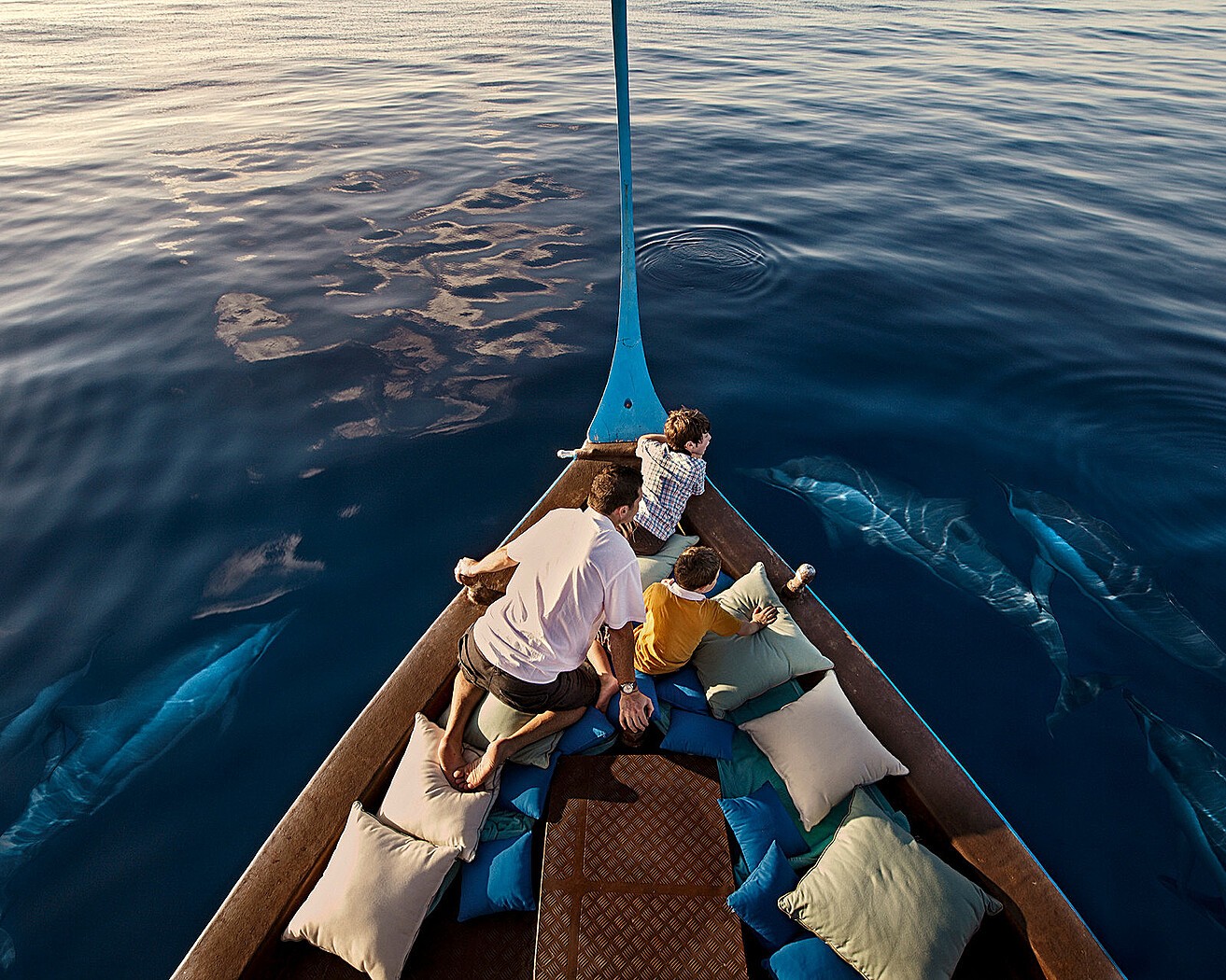 Spinner dolphins alongside a traditional dhoni boat in the Maldives
